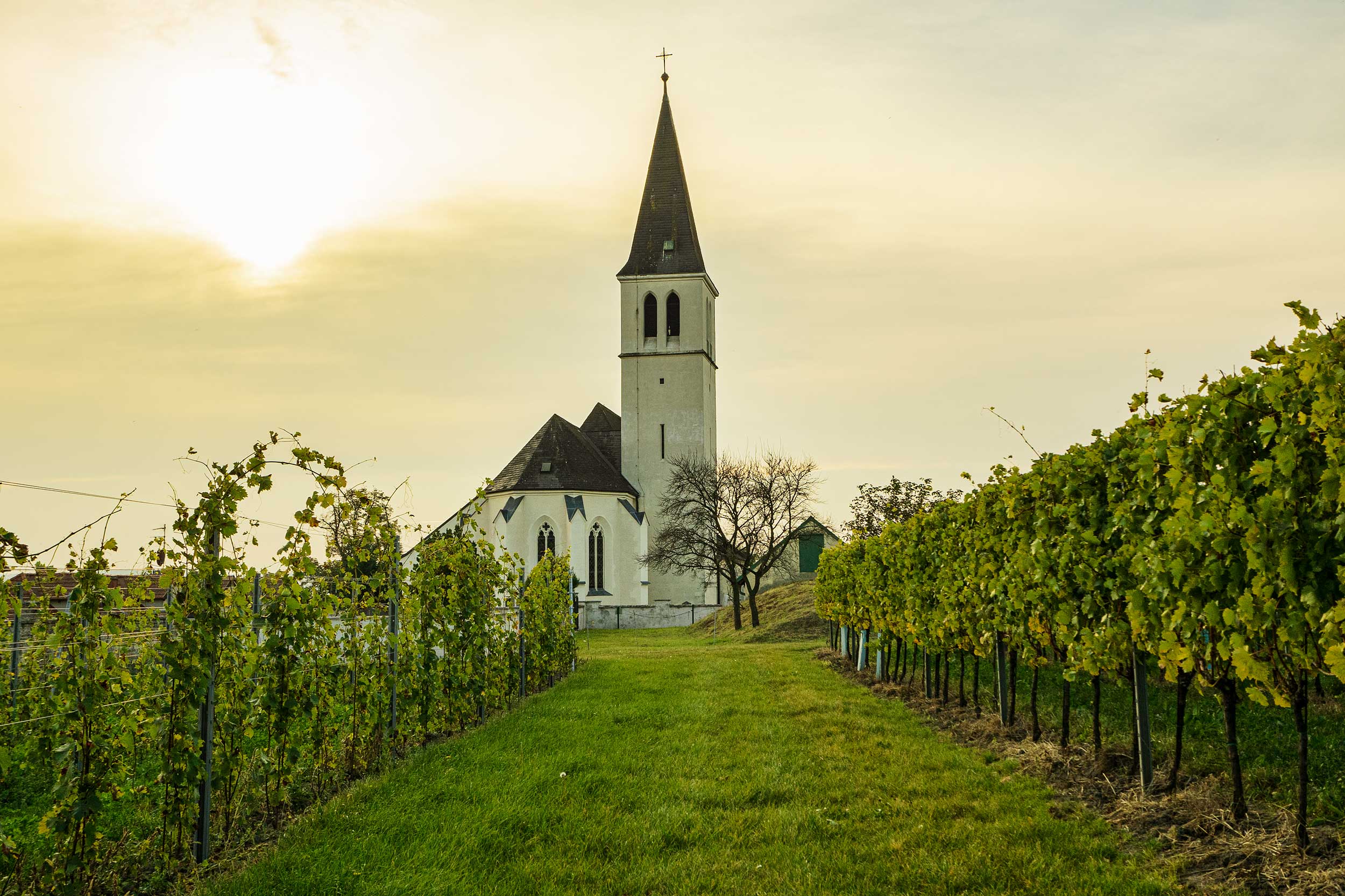 Weinberge des Weingut Jatschka · Branding Agentur Wien