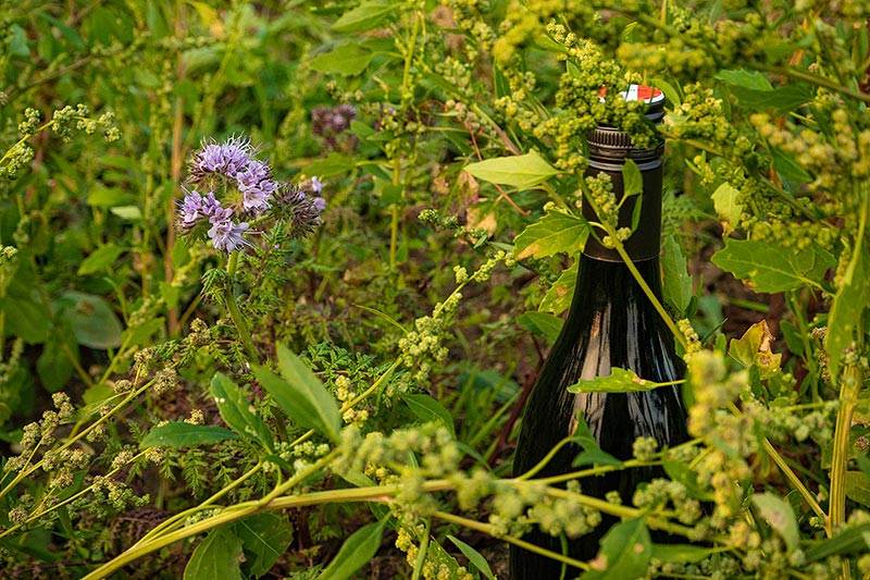 Markenprozess Weingut Jatschka · Branding Agentur Wien