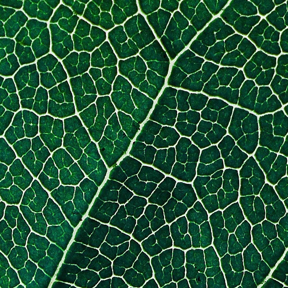 Logoentwicklung The Greenhouse · Branding Agentur Wien